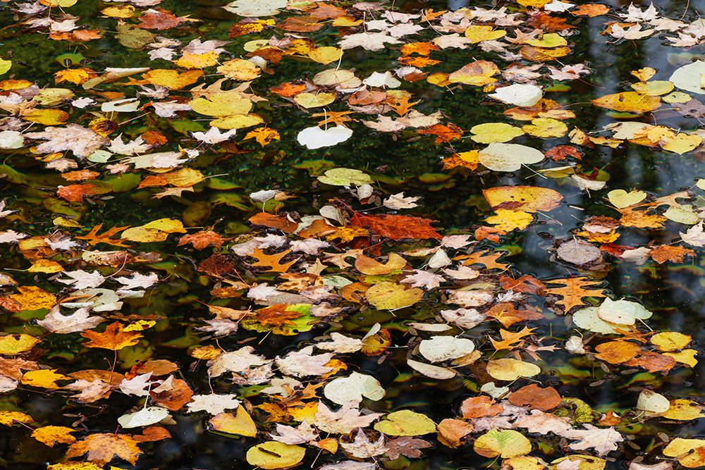 Fallen autumn leaves floating on small pond, Kentucky art print by Adam Jones for $57.95 CAD