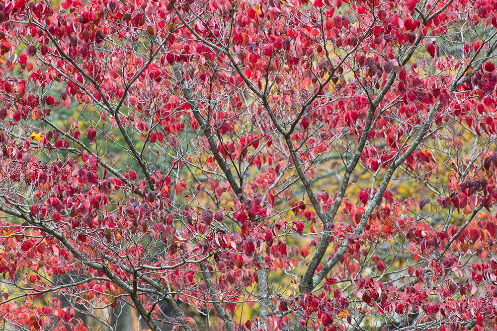 Red autumn leaves, Kentucky art print by Adam Jones for $57.95 CAD