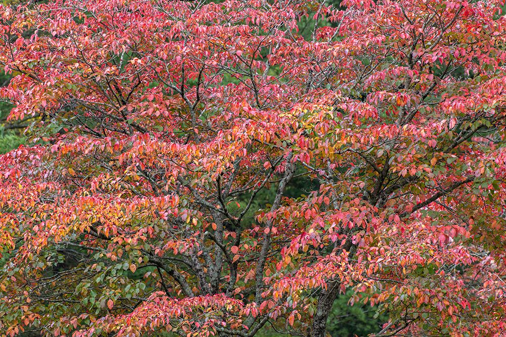 Red autumn leaves, Kentucky art print by Adam Jones for $57.95 CAD