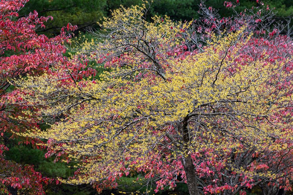 Yellow and red autumn leaves, Kentucky art print by Adam Jones for $57.95 CAD