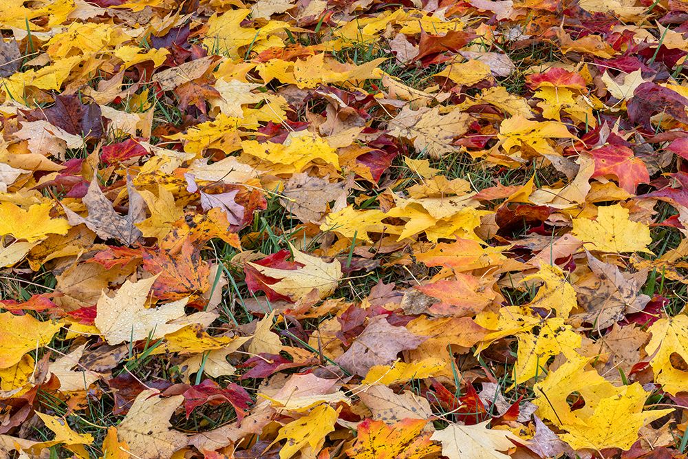 Expansive view of yellow and red autumn leaves on the ground, Kentucky art print by Adam Jones for $57.95 CAD