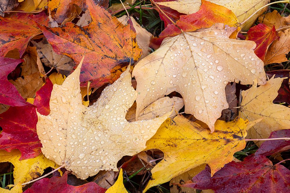 Close-up of fallen autumn leaves, Kentucky art print by Adam Jones for $57.95 CAD