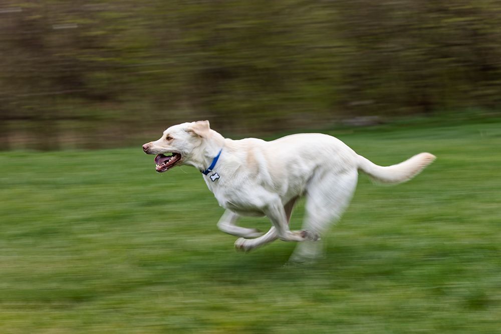 White labrador dog running across yard with green grass, Kentucky art print by Adam Jones for $57.95 CAD