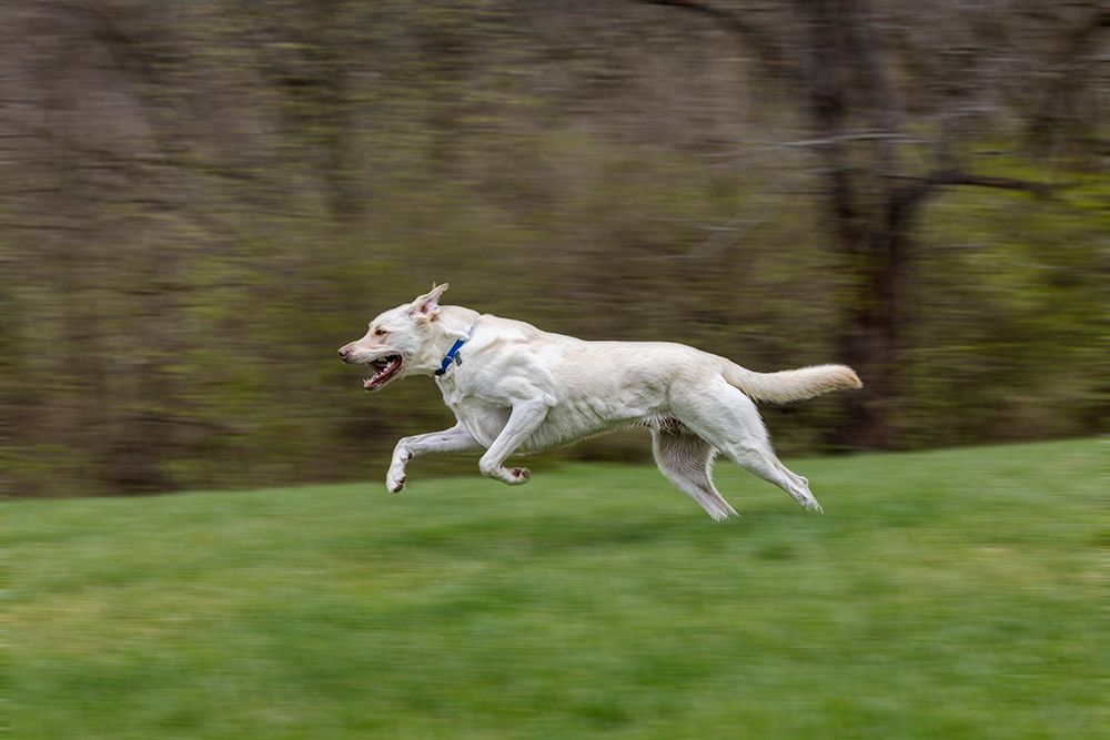White labrador dog running across yard with green grass, Kentucky art print by Adam Jones for $57.95 CAD