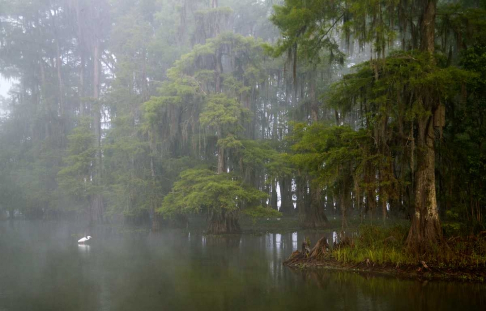 Louisiana, Lake Martin Great egret reflection art print by Arthur Morris for $57.95 CAD