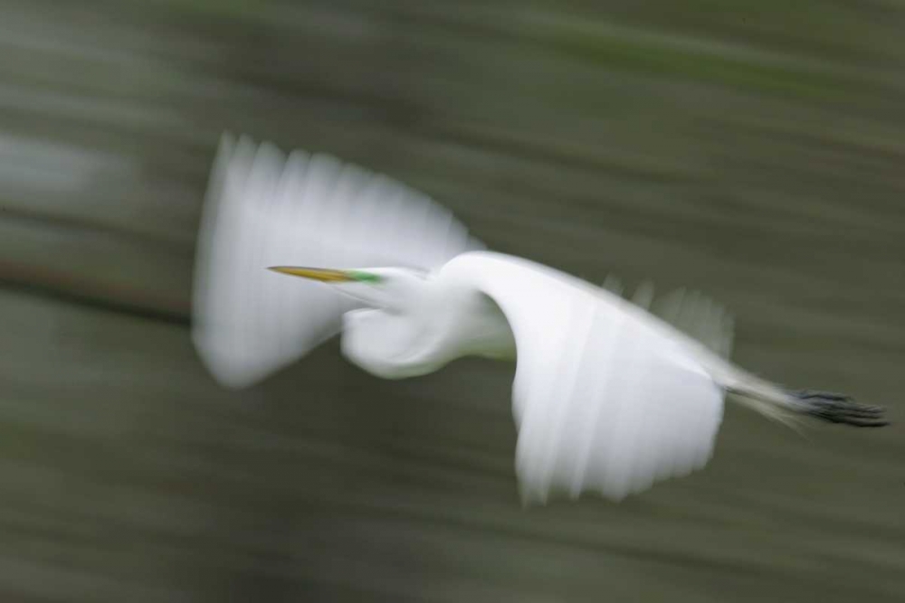 Louisiana Abstract of great egret in flight art print by Arthur Morris for $57.95 CAD