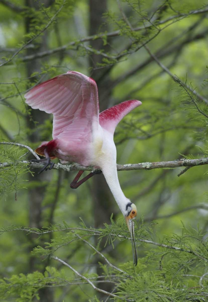 Louisiana, Roseate spoonbill stretches in a tree art print by Arthur Morris for $57.95 CAD