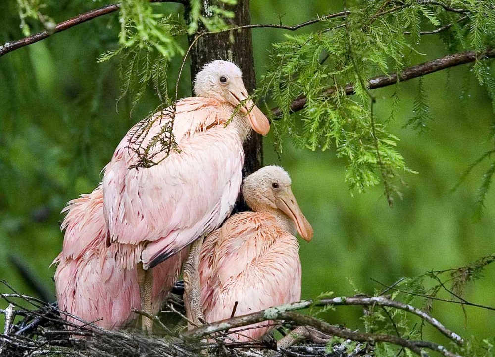 Louisiana Spoonbill chicks on their nest art print by Joanne Williams for $57.95 CAD