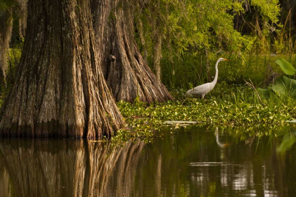 Louisiana Bald cypress and great egret art print by Cathy and Gordon Illg for $57.95 CAD