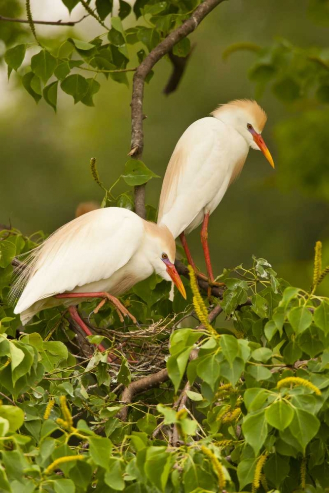 Louisiana, Jefferson Island Cattle egrets art print by Cathy and Gordon Illg for $57.95 CAD