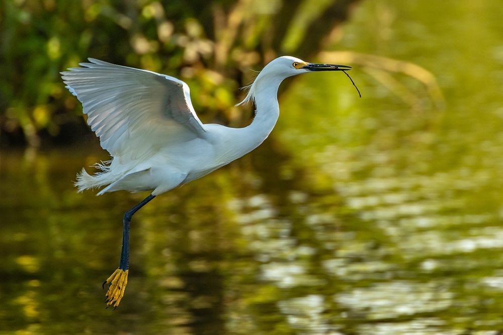 Louisiana-Jefferson Island Flying snowy egret brings stick to build nest art print by Jaynes Gallery for $57.95 CAD