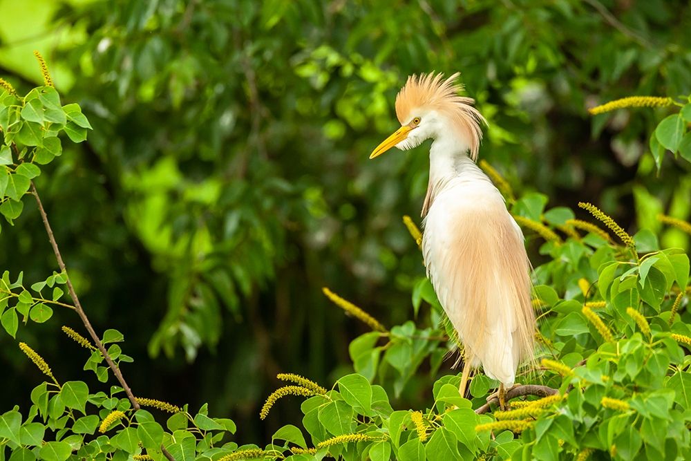 Louisiana-Jefferson Island Cattle egret in breeding plumage art print by Jaynes Gallery for $57.95 CAD