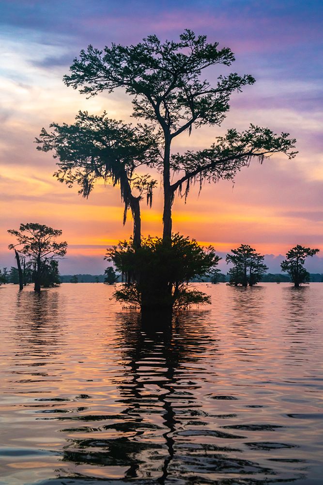 USA-Louisiana-Atchafalaya Basin-Atchafalaya Swamp Cypress trees reflect on at sunrise art print by Jaynes Gallery for $57.95 CAD