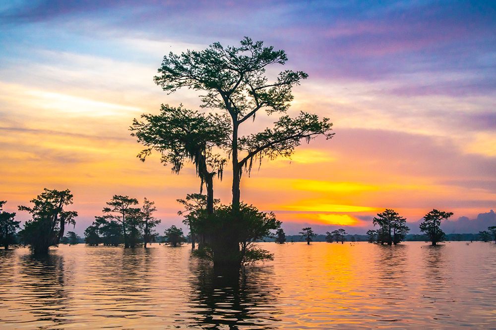 USA-Louisiana-Atchafalaya Basin-Atchafalaya Swamp Cypress trees reflect on at sunrise art print by Jaynes Gallery for $57.95 CAD