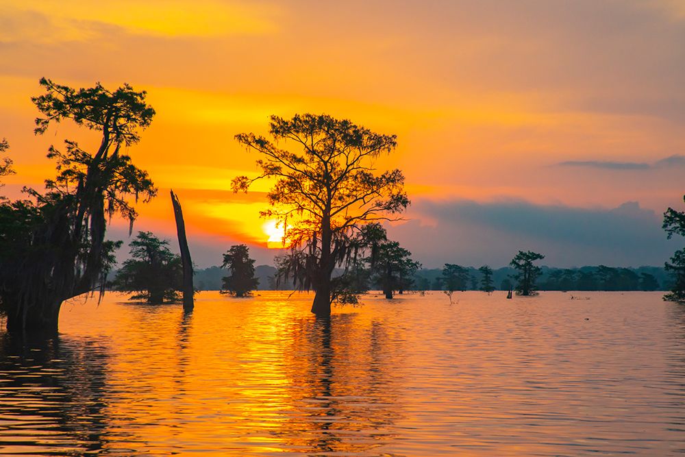 USA-Louisiana-Atchafalaya Basin-Atchafalaya Swamp Cypress trees reflect on at sunrise art print by Jaynes Gallery for $57.95 CAD