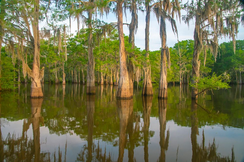 USA-Louisiana-Atchafalaya Basin-Atchafalaya Swamp Cypress trees reflect in swamp art print by Jaynes Gallery for $57.95 CAD