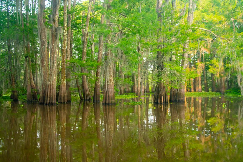 USA-Louisiana-Atchafalaya Basin-Atchafalaya Swamp Cypress trees reflect in swamp art print by Jaynes Gallery for $57.95 CAD
