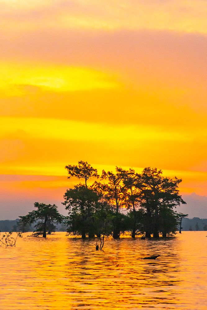 USA-Louisiana-Atchafalaya Basin-Atchafalaya Swamp Cypress trees reflect on at sunrise art print by Jaynes Gallery for $57.95 CAD
