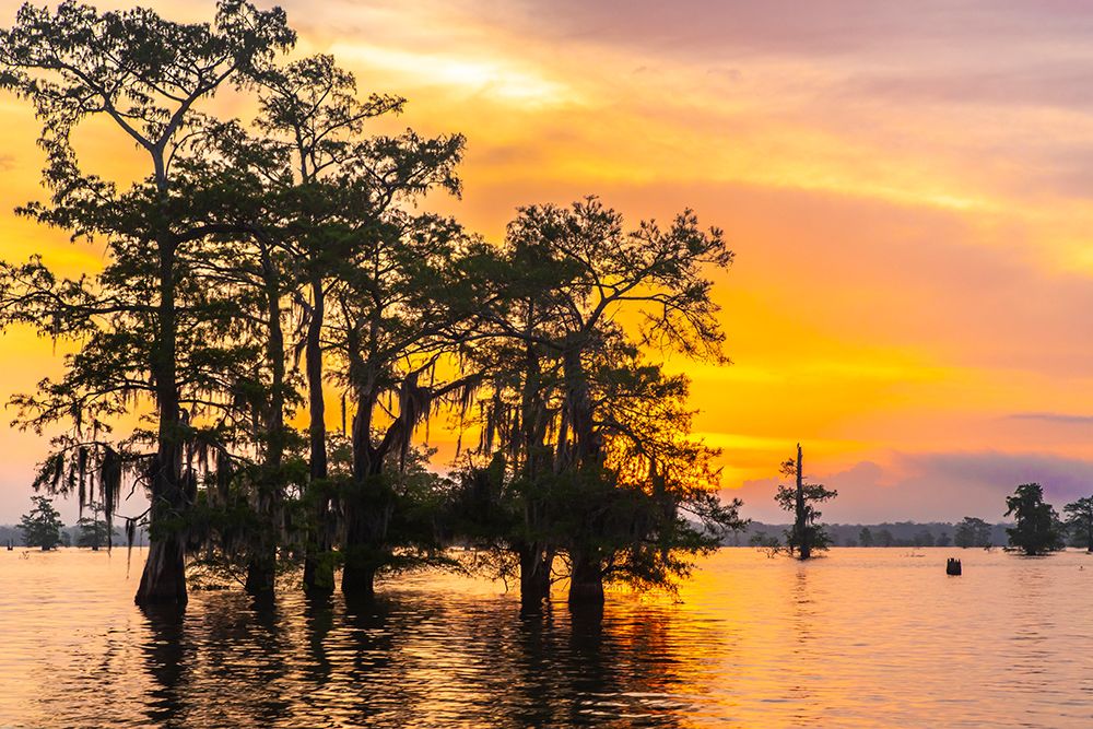 USA-Louisiana-Atchafalaya Basin-Atchafalaya Swamp Cypress trees reflect on at sunrise art print by Jaynes Gallery for $57.95 CAD