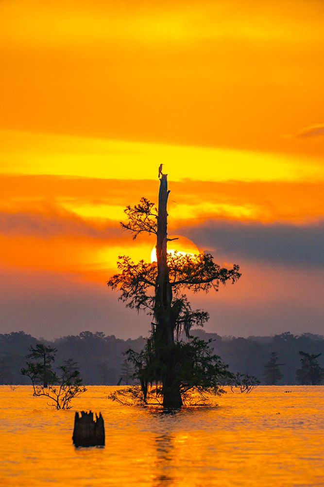 USA-Louisiana-Atchafalaya Basin-Atchafalaya Swamp Cypress trees reflect on at sunrise art print by Jaynes Gallery for $57.95 CAD