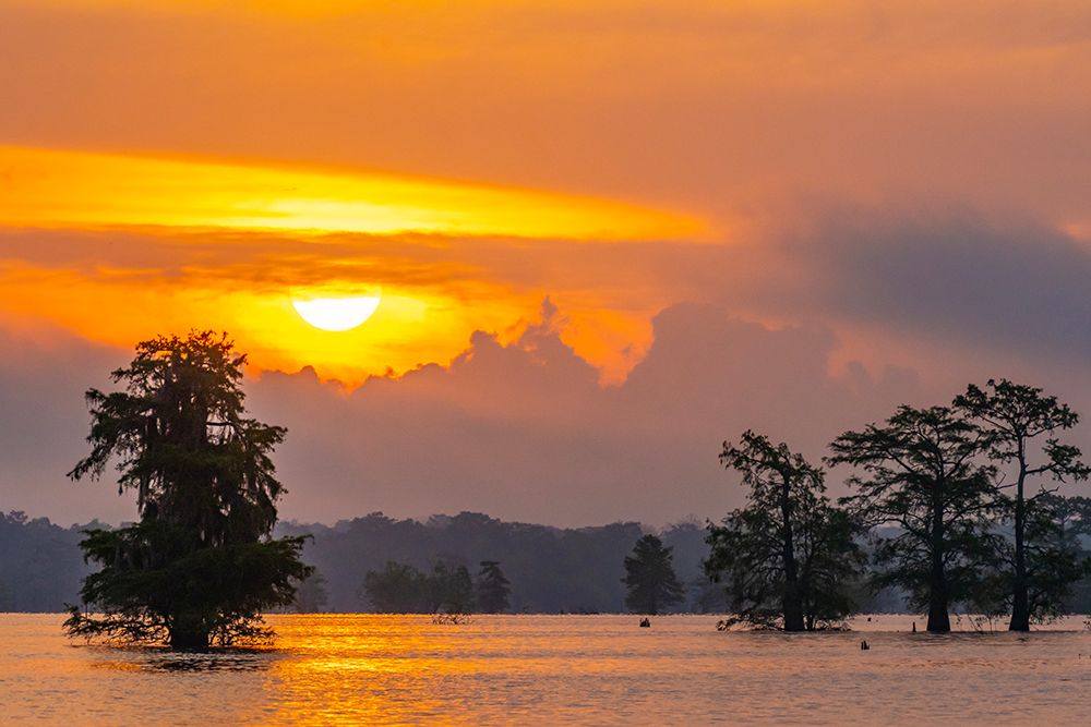 USA-Louisiana-Atchafalaya Basin-Atchafalaya Swamp Cypress trees reflect on at sunrise art print by Jaynes Gallery for $57.95 CAD