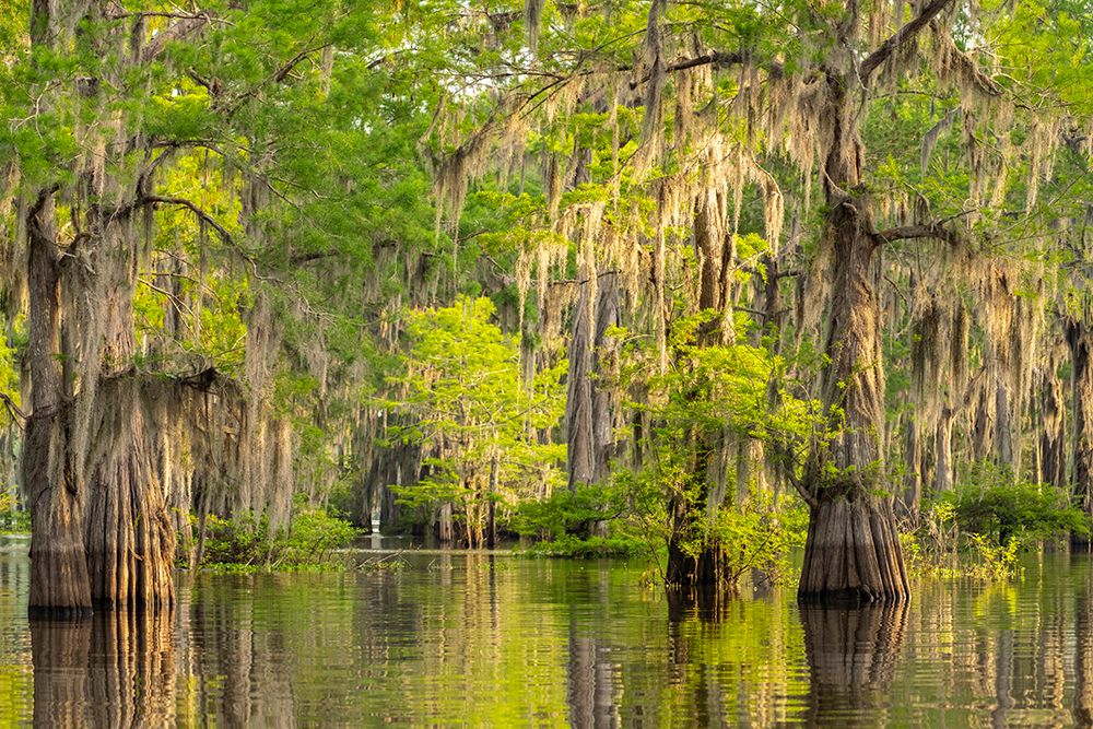 USA-Louisiana-Atchafalaya Basin-Atchafalaya Swamp Cypress trees reflect in swamp art print by Jaynes Gallery for $57.95 CAD