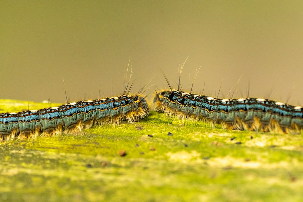 USA-Louisiana-Acadiana Park Nature Station Close-up of tent worms art print by Jaynes Gallery for $57.95 CAD