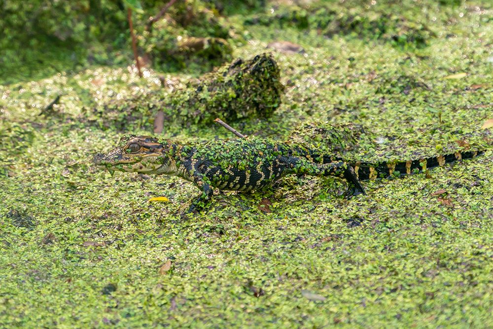 USA-Louisiana-Evangeline Parish Alligator baby covered in duckweed art print by Jaynes Gallery for $57.95 CAD