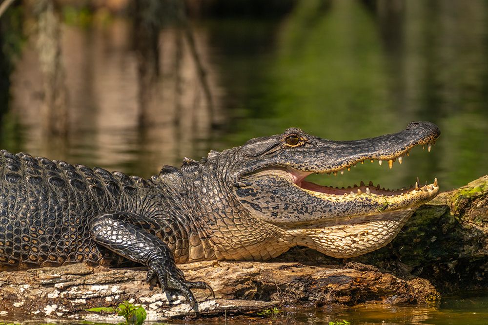 USA-Louisiana-Lake Martin Close-up of alligator cooling off art print by Jaynes Gallery for $57.95 CAD