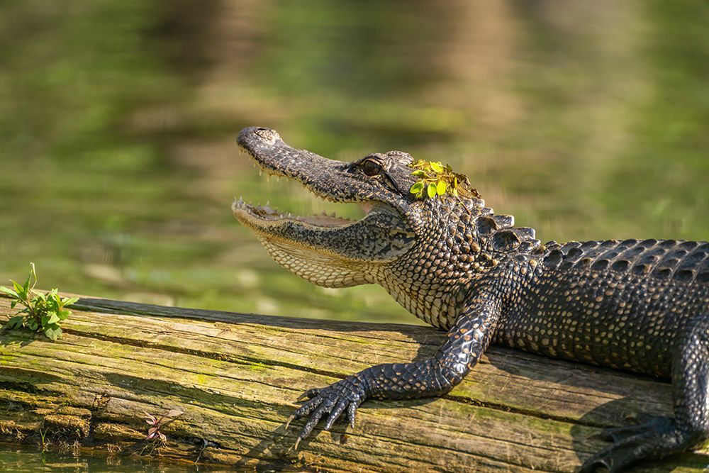 USA-Louisiana-Lake Martin Close-up of alligator cooling off art print by Jaynes Gallery for $57.95 CAD