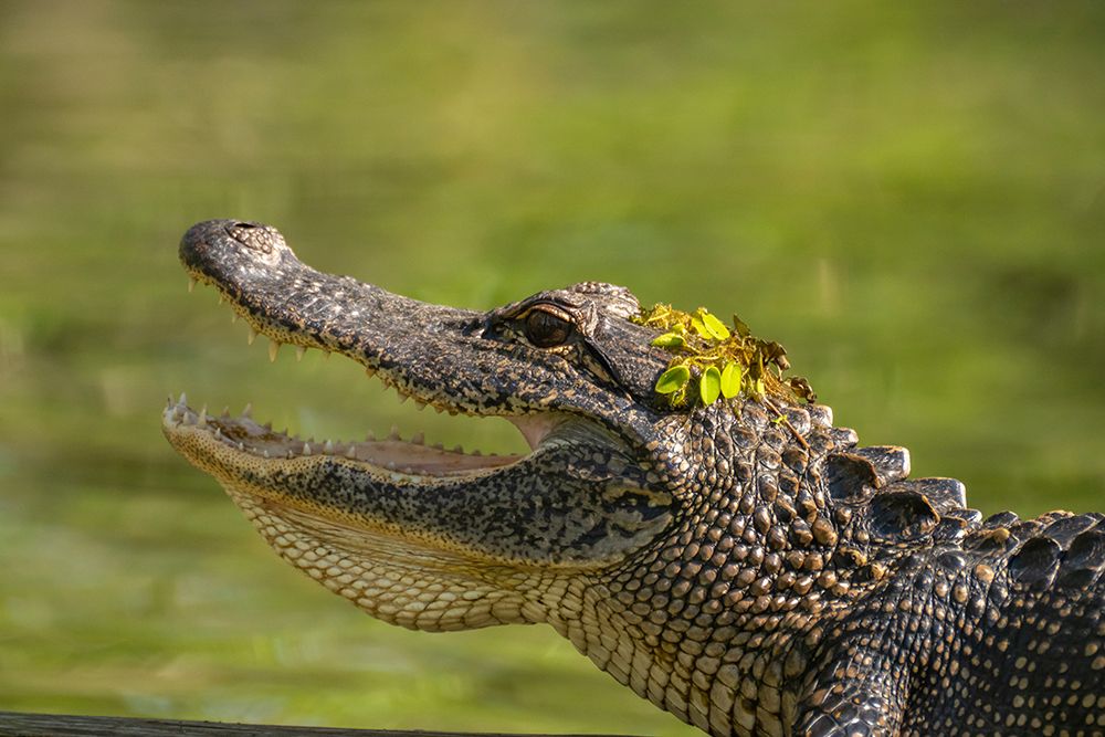 USA-Louisiana-Lake Martin Close-up of alligator cooling off art print by Jaynes Gallery for $57.95 CAD