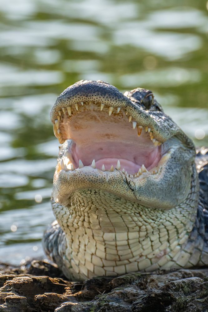 USA-Louisiana-Lake Martin Close-up of alligator cooling off art print by Jaynes Gallery for $57.95 CAD