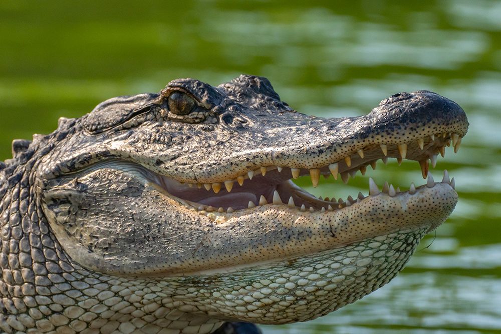 USA-Louisiana-Lake Martin Close-up of alligator cooling off art print by Jaynes Gallery for $57.95 CAD