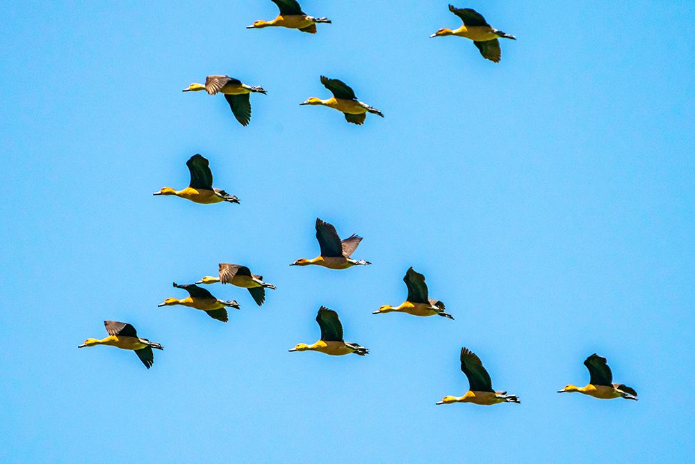 USA-Louisiana-Evangeline Parish Fulvous whistling ducks flock in flight art print by Jaynes Gallery for $57.95 CAD