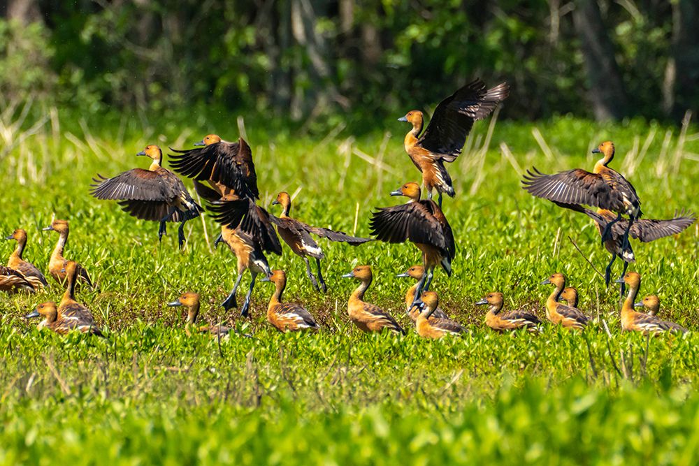 USA-Louisiana-Evangeline Parish Fulvous whistling duck flock in grass art print by Jaynes Gallery for $57.95 CAD