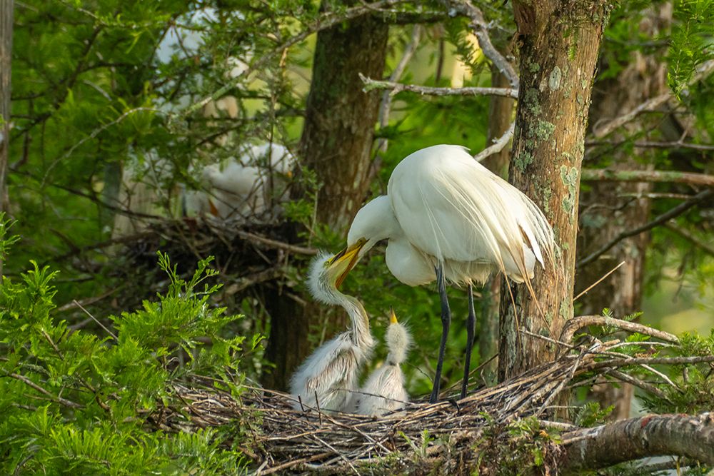 USA-Louisiana-Evangeline Parish Great egret at nest feeding chicks art print by Jaynes Gallery for $57.95 CAD