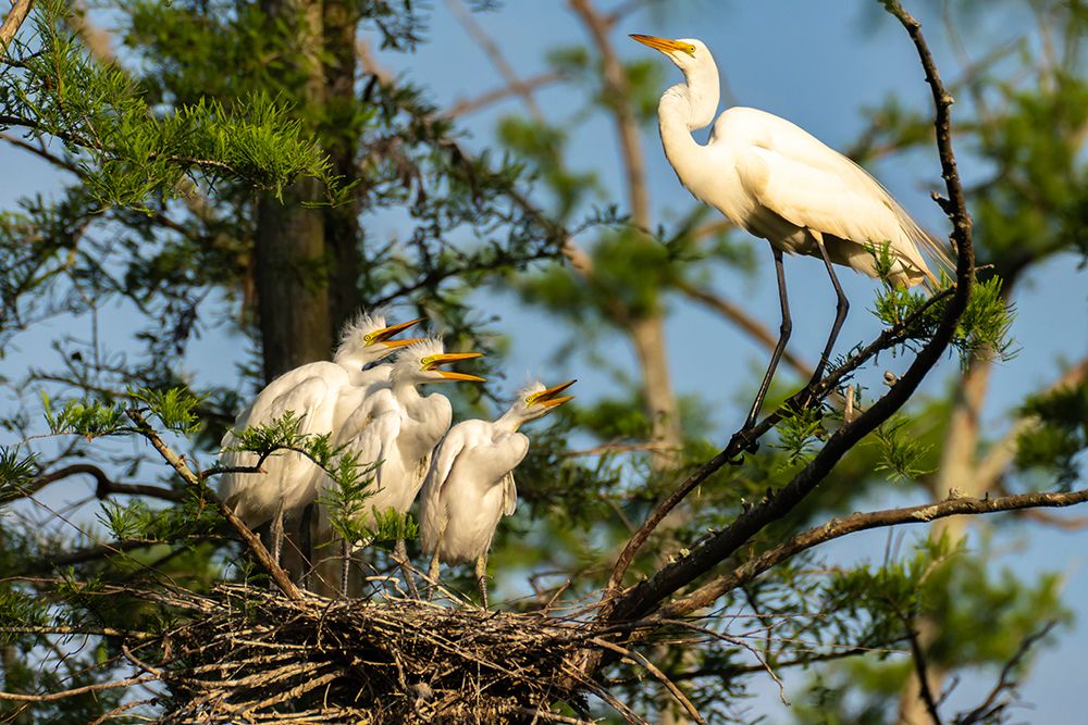 USA-Louisiana-Evangeline Parish Great egret at nest with chicks art print by Jaynes Gallery for $57.95 CAD