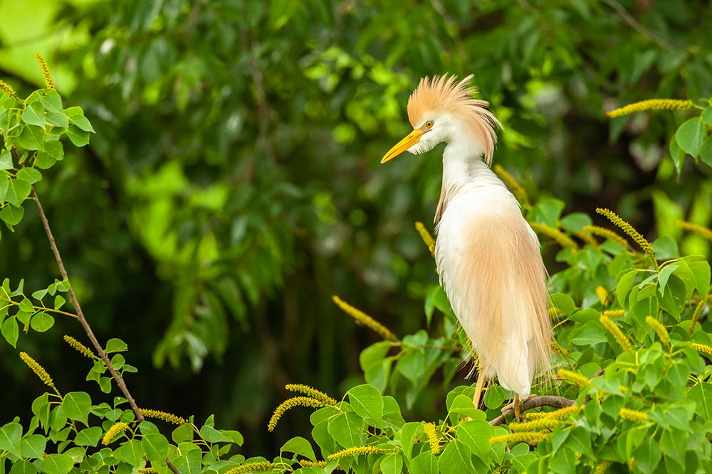 USA-Louisiana-Jefferson Island Cattle egret in breeding plumage art print by Jaynes Gallery for $57.95 CAD