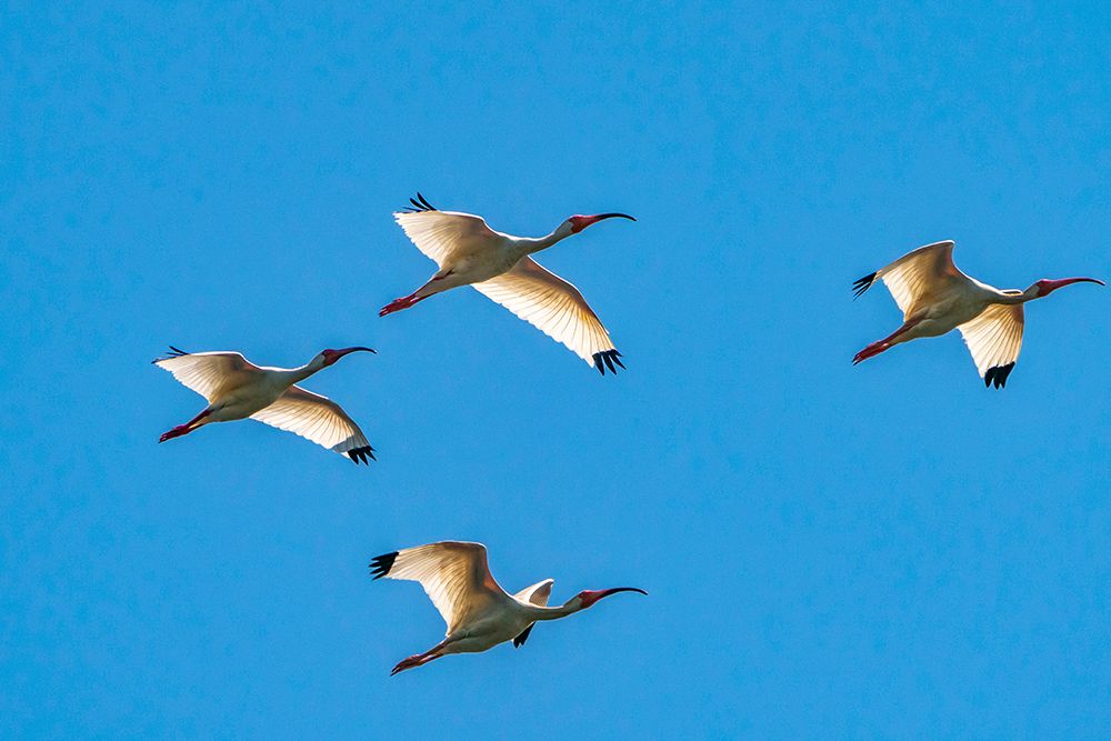 USA-Louisiana-Evangeline Parish White ibis birds in flight art print by Jaynes Gallery for $57.95 CAD