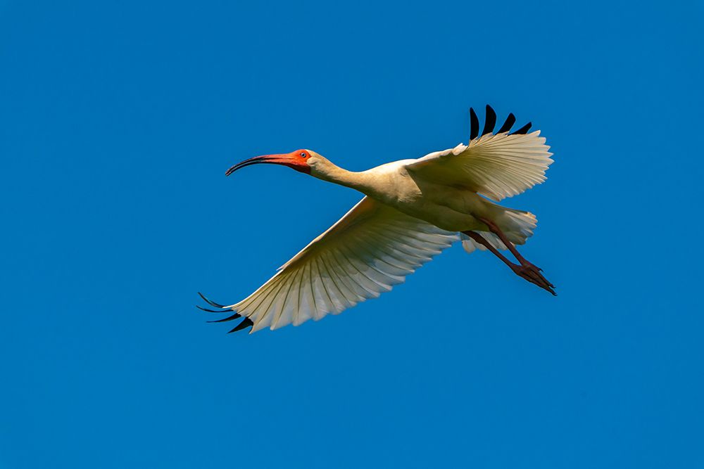 USA-Louisiana-Evangeline Parish White ibis in flight art print by Jaynes Gallery for $57.95 CAD