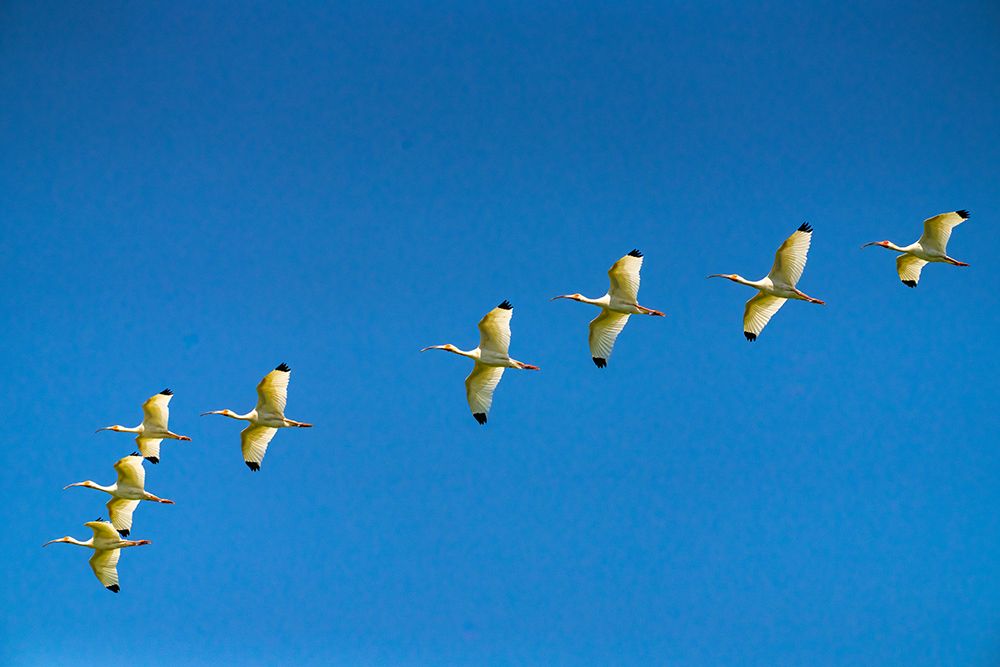 USA-Louisiana-Evangeline Parish White ibis birds in flight art print by Jaynes Gallery for $57.95 CAD