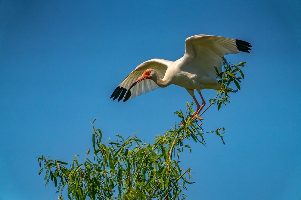USA-Louisiana-Evangeline Parish White ibis bird in tree art print by Jaynes Gallery for $57.95 CAD