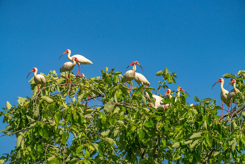 USA-Louisiana-Evangeline Parish White ibis flock in tree art print by Jaynes Gallery for $57.95 CAD