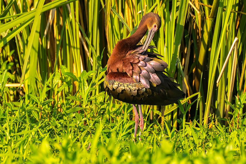 USA-Louisiana-Evangeline Parish White-faced ibis preening art print by Jaynes Gallery for $57.95 CAD