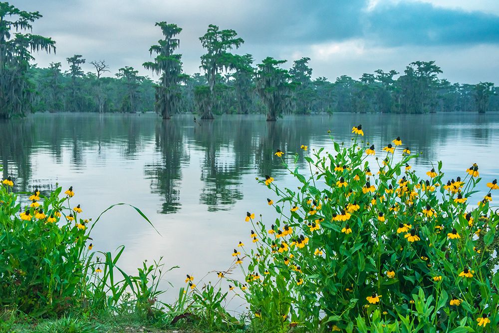 USA-Louisiana-Lake Martin Swamp with cypress trees and coneflowers art print by Jaynes Gallery for $57.95 CAD