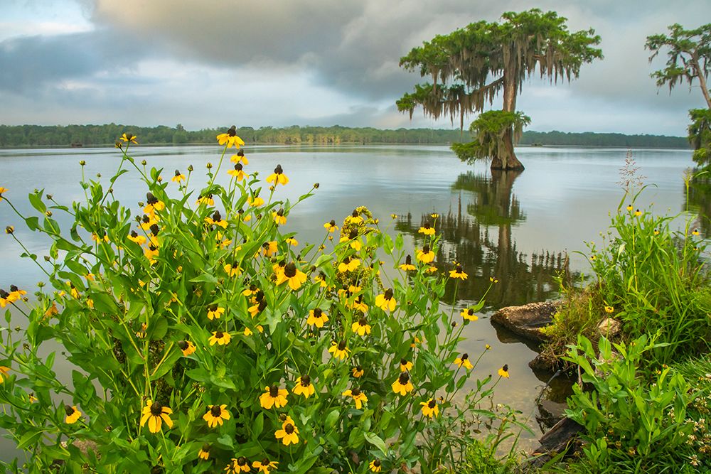 USA-Louisiana-Lake Martin Coneflowers and bald cypress trees in lake art print by Jaynes Gallery for $57.95 CAD