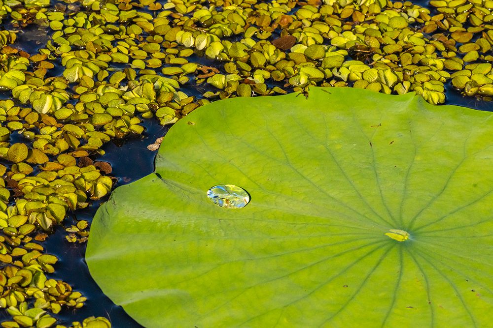 USA-Louisiana-Evangeline Parish Water lily pad and duckweed art print by Jaynes Gallery for $57.95 CAD
