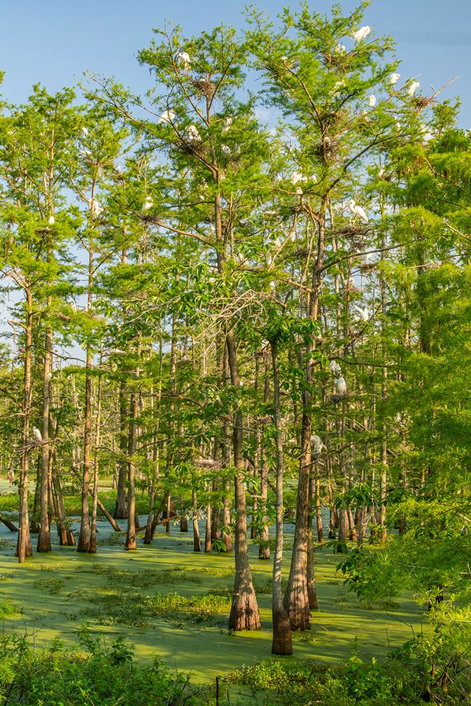 USA-Louisiana-Evangeline Parish Swamp with egrets in cypress trees art print by Jaynes Gallery for $57.95 CAD