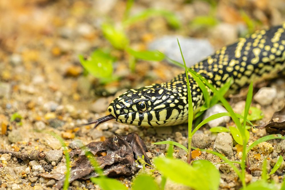USA-Louisiana-Tensas National Wildlife Refuge Speckled kingsnake close-up art print by Jaynes Gallery for $57.95 CAD