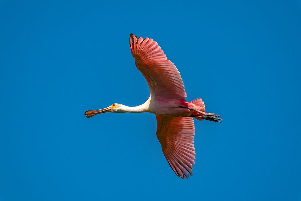 USA-Louisiana-Evangeline Parish Roseate spoonbill in flight art print by Jaynes Gallery for $57.95 CAD